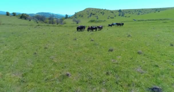 Volo sopra mandrie di cavalli selvatici sul prato di montagna. Montagne estive natura selvaggia. Libertà concetto di ecologia. — Video Stock