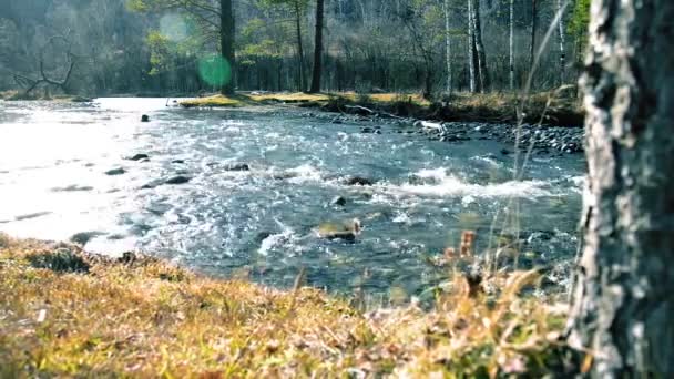 Dolly deslizador de tiro de las salpicaduras de agua en un río de montaña cerca del bosque. Rocas húmedas y rayos de sol. Movimiento horizontal constante. — Vídeo de stock