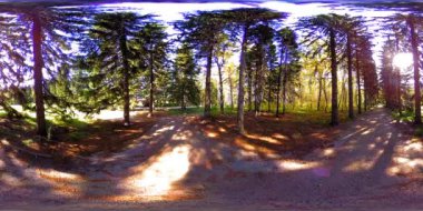 Bir şehir parkının UHD 4K 360 VR Sanal Gerçekliği. Sonbaharda ya da yaz gününde ağaçlar ve yeşil çimenler