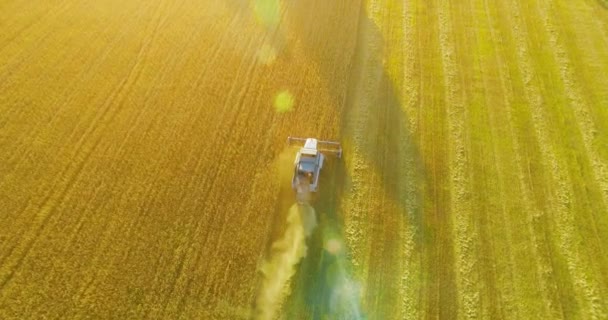 Uhd 4k Luftaufnahme. Tiefflug über Mähdrescher sammelt den Weizen auf gelbem Feld. — Stockvideo