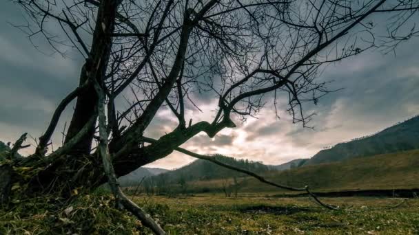 Uhd Time Lapse Death Tree Drought Disaster Dry Yellow Grass — Vídeos de Stock