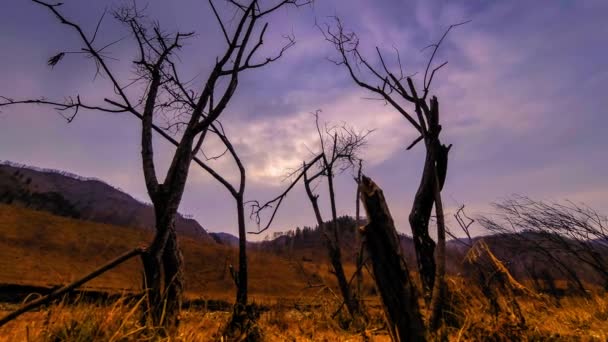 Uhd Tijd Verstrijken Van Dood Boom Droogte Ramp Droog Geel — Stockvideo