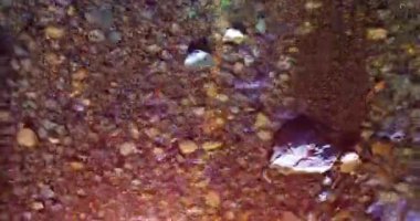 Güneşli yaz sabahında temiz ve taze bir dağ nehri üzerinde uçuşun ortasındayız. Üst görünüm ve yatay hareket