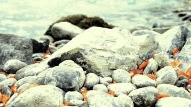 Dolly ormanın yakınındaki bir dağ nehrinde akan suyun kaygan görüntüsü. Islak kayalar ve güneş ışınları. Yatay sabit hareket.