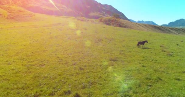 Vlucht over wilde paarden kudde op weide. Lente bergen wilde natuur. Vrijheid ecologisch concept. — Stockvideo