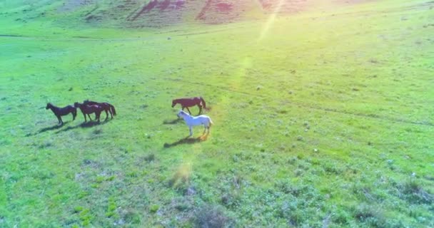 完璧な緑農村フィールドに野生の馬の群れの上の低高度軌道飛行 — ストック動画