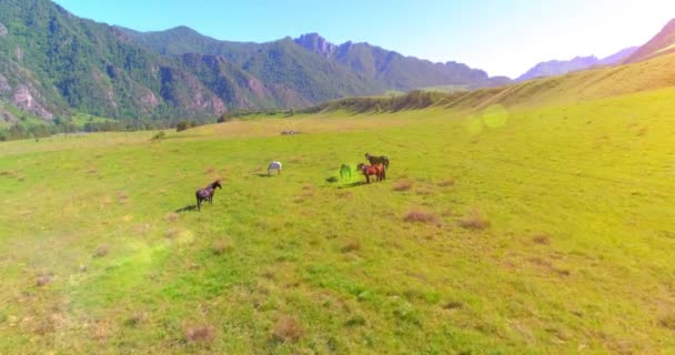 Repülés vad lovak csordája felett a réten. Tavaszi hegyek vad természet. Szabadság-ökológia. — Stock videók