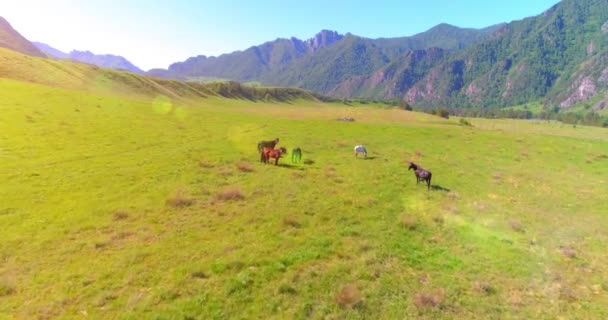 Vuelo sobre el rebaño de caballos salvajes en el prado. Primavera montañas naturaleza salvaje. Concepto de ecología de libertad. — Vídeos de Stock