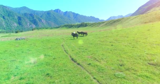 Repülés vad lovak csordája felett a réten. Tavaszi hegyek vad természet. Szabadság-ökológia. — Stock videók