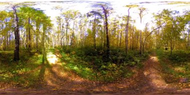 Bir şehir parkının UHD 4K 360 VR Sanal Gerçekliği. Sonbaharda ya da yaz gününde ağaçlar ve yeşil çimenler