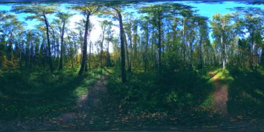 Bir şehir parkının UHD 4K 360 VR Sanal Gerçekliği. Sonbaharda ya da yaz gününde ağaçlar ve yeşil çimenler