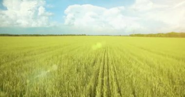 UHD 4k havadan görünümü. Düşük uçuş yeşil ve sarı buğday kırsal alanın üzerine