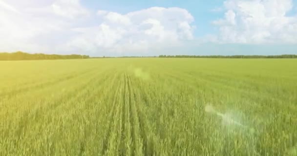 UHD 4k luchtfoto. Lage vlucht over groene en gele rural tarweveld — Stockvideo