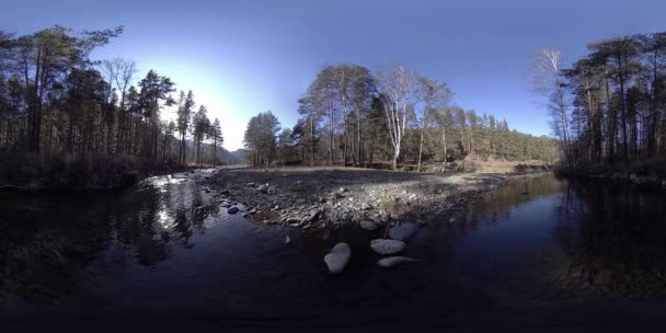 360 VR virtuelle Realität eines wilden Gebirges, Kiefernwaldes und Flusses fließt. Nationalpark, Wiese und Sonnenstrahlen. — Stockvideo