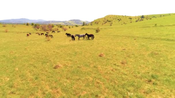 Luchtfoto Uhd Vlucht Wild Verblijvende Paarden Kudde Weide Vliegen Wilde — Stockvideo