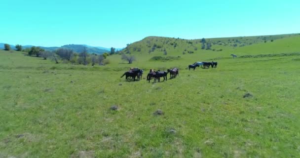 Voo sobre cavalos selvagens rebanho no prado da montanha. Verão montanhas natureza selvagem. Conceito de ecologia da liberdade. — Vídeo de Stock