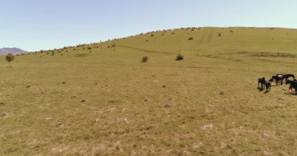 Vuelo sobre el rebaño de caballos salvajes en el prado de montaña. Verano montañas naturaleza salvaje. Concepto de ecología de libertad. — Vídeos de Stock