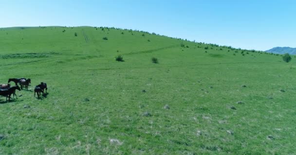 Lot nad dzikimi końmi stado na górskiej łące. Letnie góry dzika przyroda. Koncepcja ekologii wolności. — Wideo stockowe