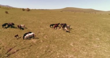 Dağ çayırında vahşi atların üzerinden uçmak. Yaz dağları vahşi doğa. Özgürlük ekolojisi kavramı.