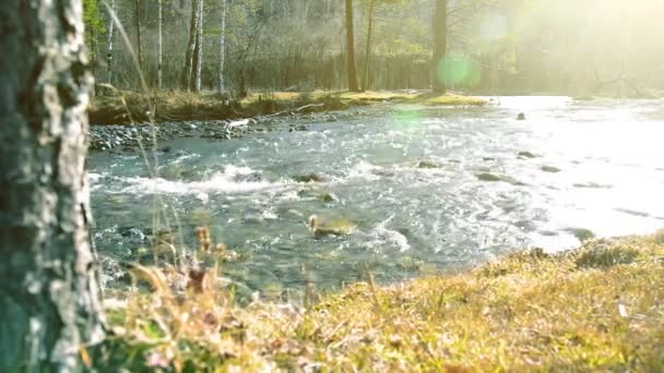 在森林附近的一条山河里，多利滑翔机拍下了飞溅的水花。湿透的岩石和阳光。横向稳定运动. — 图库视频影像