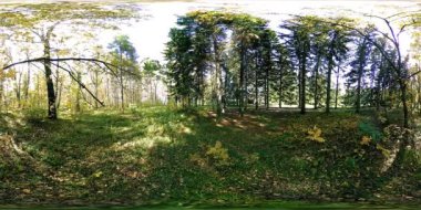 Bir şehir parkının UHD 4K 360 VR Sanal Gerçekliği. Sonbaharda ya da yaz gününde ağaçlar ve yeşil çimenler