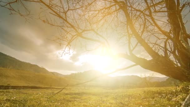 Time lapse of death tree and dry yellow grass at mountian landscape with clouds and sun rays. Mouvement horizontal du curseur — Video