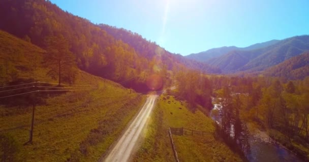 Mid vzduchu letu nad čerstvý horský řeky a pastviny na ráno. Venkova polní cesta níže. Krávy a auto. — Stock video