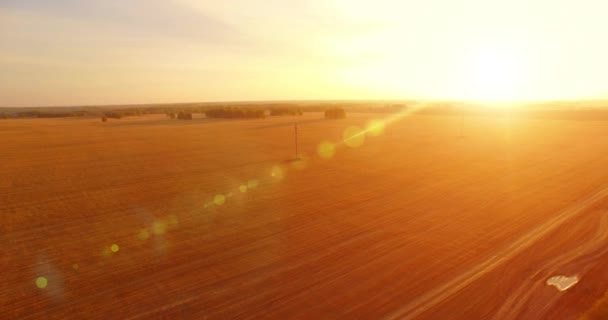 UHD 4K vista aérea. Voo no ar sobre o campo rural de trigo amarelo — Vídeo de Stock