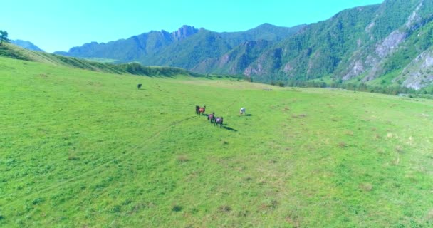 Vuelo sobre el rebaño de caballos salvajes en el prado. Primavera montañas naturaleza salvaje. Concepto de ecología de libertad. — Vídeos de Stock