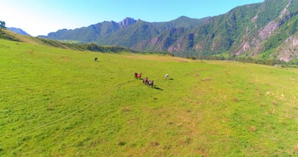 Volo sopra mandrie di cavalli selvatici sul prato. Primavera montagne natura selvaggia. Libertà concetto di ecologia. — Video Stock