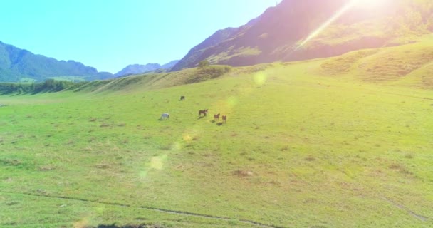 Volo sopra mandrie di cavalli selvatici sul prato. Primavera montagne natura selvaggia. Libertà concetto di ecologia. — Video Stock