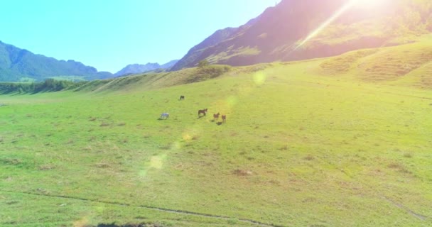 Vuelo sobre el rebaño de caballos salvajes en el prado. Primavera montañas naturaleza salvaje. Concepto de ecología de libertad. — Vídeos de Stock