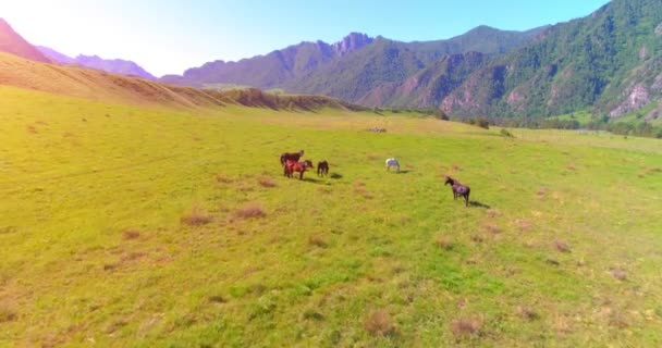 Vuelo sobre el rebaño de caballos salvajes en el prado. Primavera montañas naturaleza salvaje. Concepto de ecología de libertad. — Vídeos de Stock