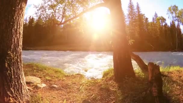 Pradera en la orilla del río de montaña. Paisaje con hierba verde, pinos y rayos de sol. Movimiento en la muñeca deslizante motorizada. — Vídeo de stock