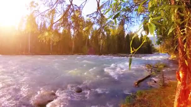 Äng vid bergsflodens strand. Landskap med grönt gräs, tallar och solstrålar. Rörelse på motordriven sliderdocka. — Stockvideo