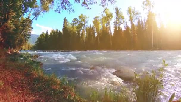 Prado na margem do rio da montanha. Paisagem com grama verde, pinheiros e raios de sol. Movimento em boneca deslizante motorizada. — Vídeo de Stock