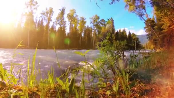 Prato sulla riva del fiume di montagna. Paesaggio con erba verde, pini e raggi del sole. Movimento su carrello scorrevole motorizzato. — Video Stock