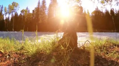 Dağ nehri kıyısındaki çayır. Yeşil çimlerle, çam ağaçlarıyla ve güneş ışınlarıyla kaplı bir manzara. Motorlu kaydırma kulesinde hareket.