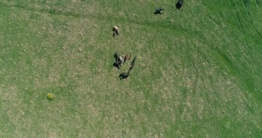 Dağ çayırında vahşi atların üzerinden uçmak. Yaz dağları vahşi doğa. Özgürlük ekolojisi kavramı.