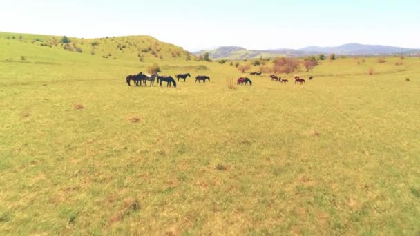 Vuelo sobre el rebaño de caballos salvajes en el prado de montaña. Verano montañas naturaleza salvaje. Concepto de ecología de libertad. — Vídeos de Stock