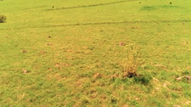 Vuelo sobre el rebaño de caballos salvajes en el prado de montaña. Verano montañas naturaleza salvaje. Concepto de ecología de libertad. — Vídeo de stock