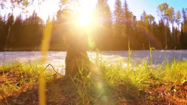 Dağ nehri kıyısındaki çayır. Yeşil çimlerle, çam ağaçlarıyla ve güneş ışınlarıyla kaplı bir manzara. Motorlu kaydırma kulesinde hareket.