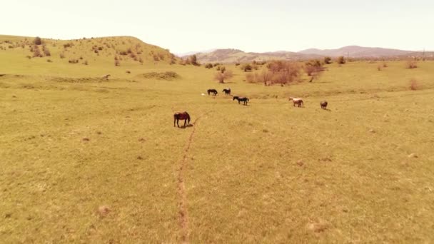 Voo sobre cavalos selvagens rebanho no prado da montanha. Verão montanhas natureza selvagem. Conceito de ecologia da liberdade. — Vídeo de Stock