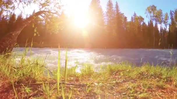 Prato sulla riva del fiume di montagna. Paesaggio con erba verde, pini e raggi del sole. Movimento su carrello scorrevole motorizzato. — Video Stock