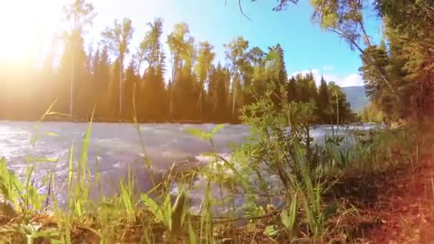 Prato sulla riva del fiume di montagna. Paesaggio con erba verde, pini e raggi del sole. Movimento su carrello scorrevole motorizzato. — Video Stock
