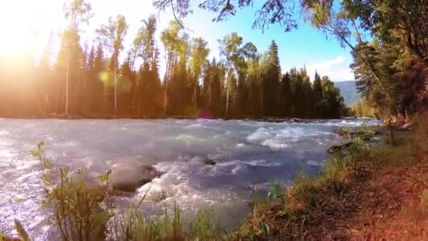 Äng vid bergsflodens strand. Landskap med grönt gräs, tallar och solstrålar. Rörelse på motordriven sliderdocka. — Stockvideo