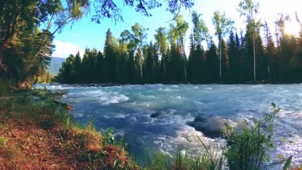 Pradera en la orilla del río de montaña. Paisaje con hierba verde, pinos y rayos de sol. Movimiento en la muñeca deslizante motorizada. — Vídeo de stock