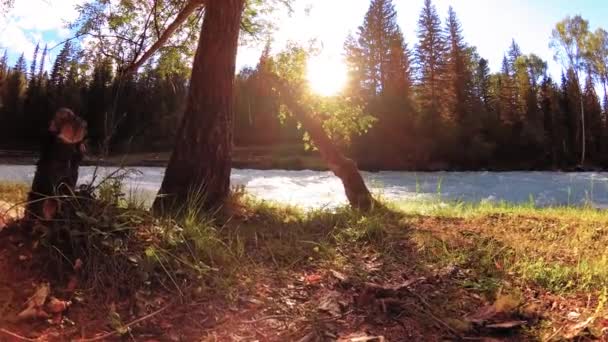 산악 강둑의 초원. 푸른 풀, 소나무, 태양 광선 이 있는 풍경. 자동차 의 슬라이더 로움 직이는 움직임. — 비디오