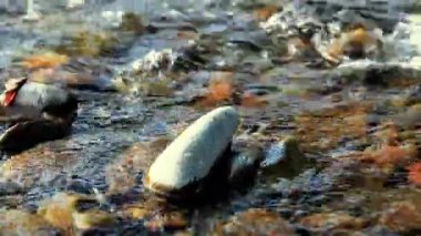 Dolly ormanın yakınındaki bir dağ nehrinde akan suyun kaygan görüntüsü. Islak kayalar ve güneş ışınları. Yatay sabit hareket.