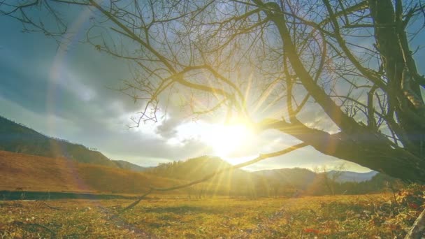 Time lapse of death tree and dry yellow grass at mountian landscape with clouds and sun rays. Movimiento deslizante horizontal — Vídeos de Stock